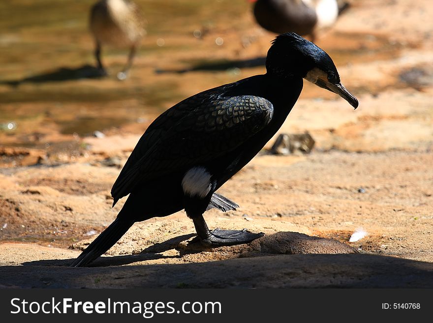 A cormoran looking for fish