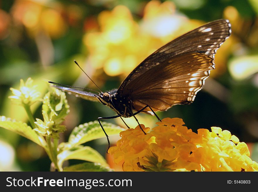 Macro closeup of a butterfly sitting on a flower. Macro closeup of a butterfly sitting on a flower.