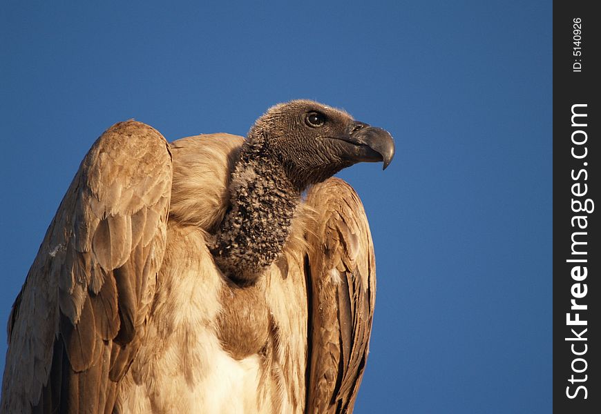 Vulture eyeing his empire from high, against clear blue-sky. Vulture eyeing his empire from high, against clear blue-sky.