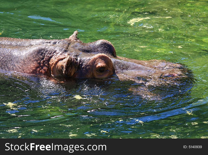 Hippo enjoys the summer sun