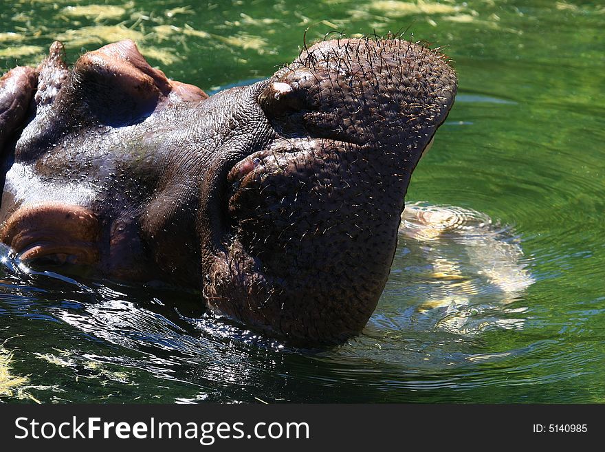 Hippo enjoys the summer sun