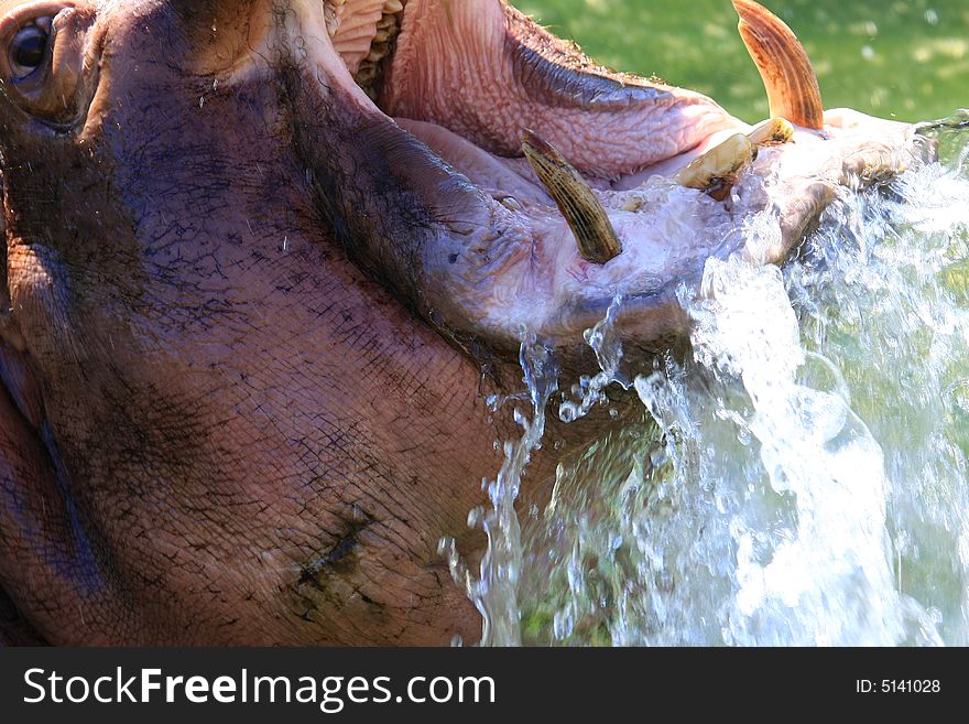 Hippo enjoys the summer sun