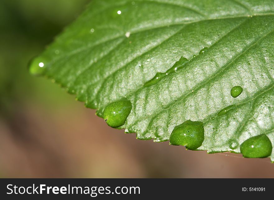 A macro of water on green leaf. A macro of water on green leaf