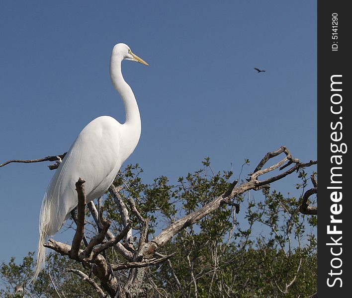 Great White Egret sits on perch and watches high flying bird