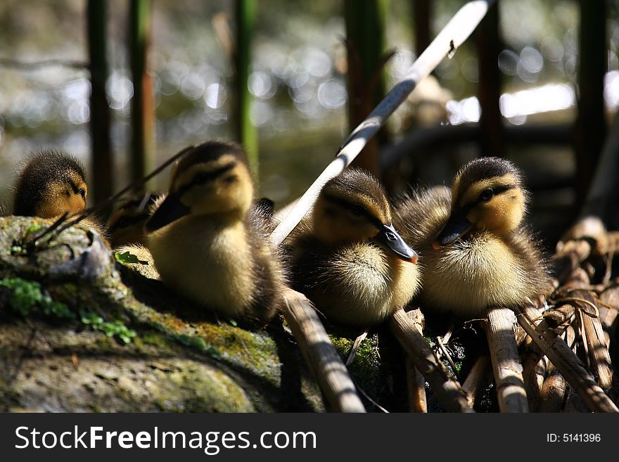 Young ducks sitting in the sun