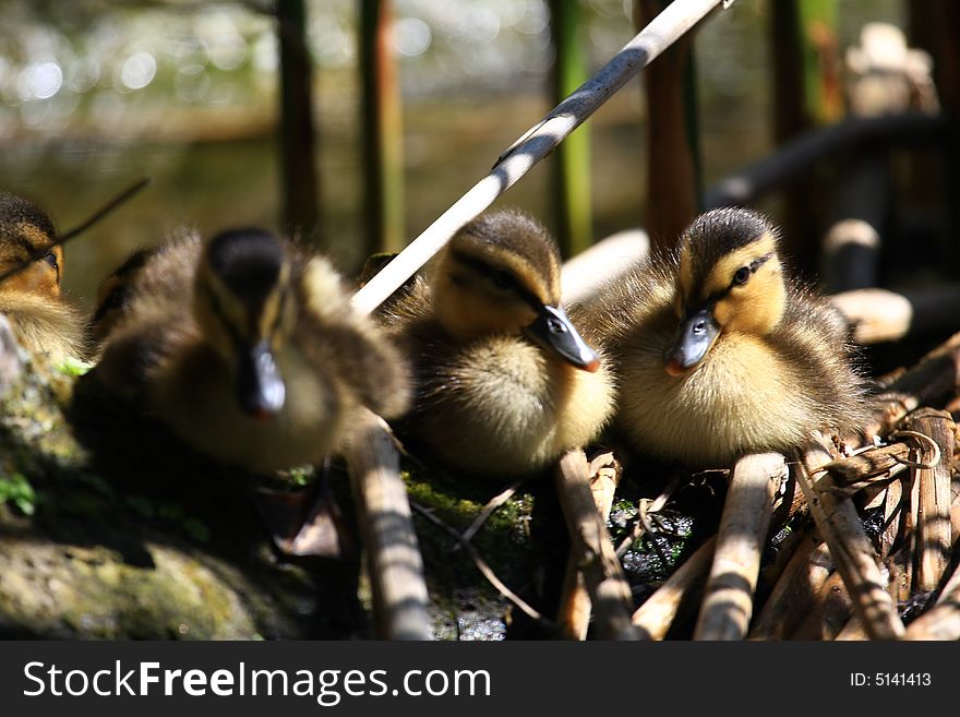 Young ducks sitting in the sun