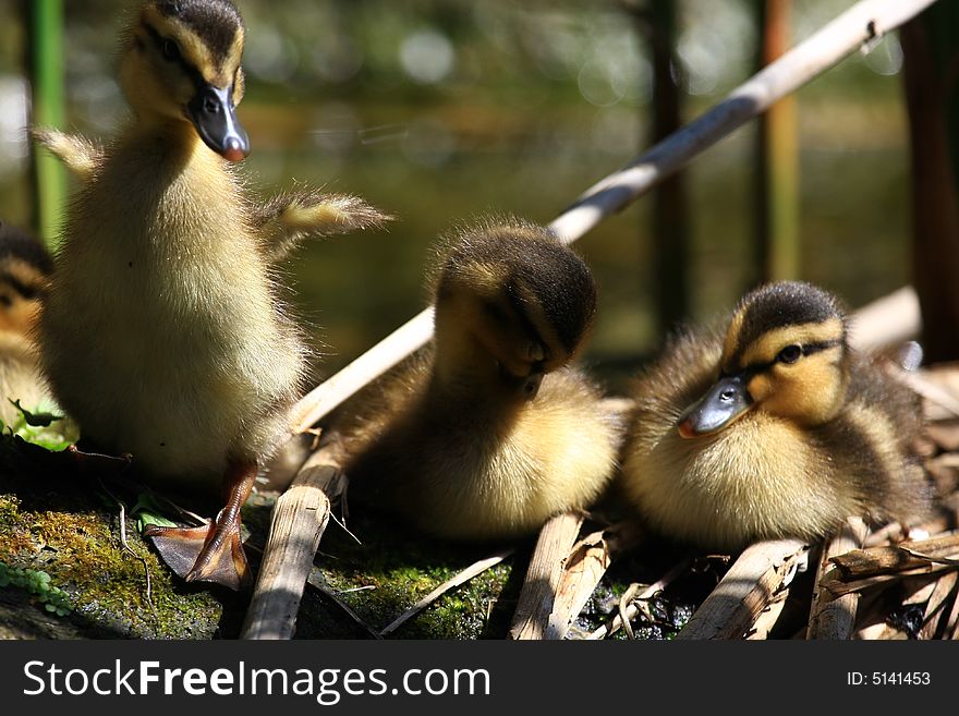 Young ducks sitting in the sun