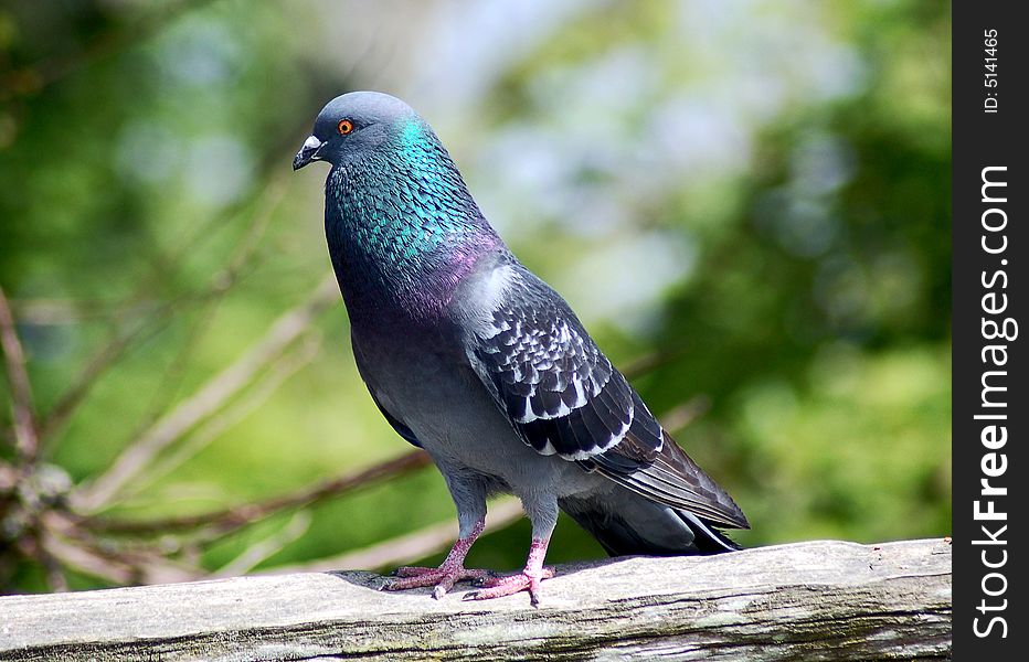 Pigeon On Fence