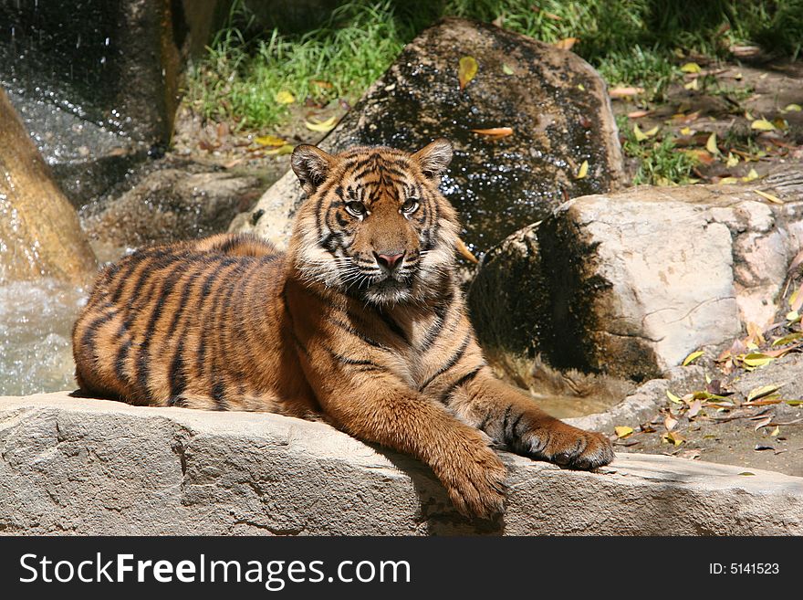 Tiger lying on rock with water splashing in background. Tiger lying on rock with water splashing in background