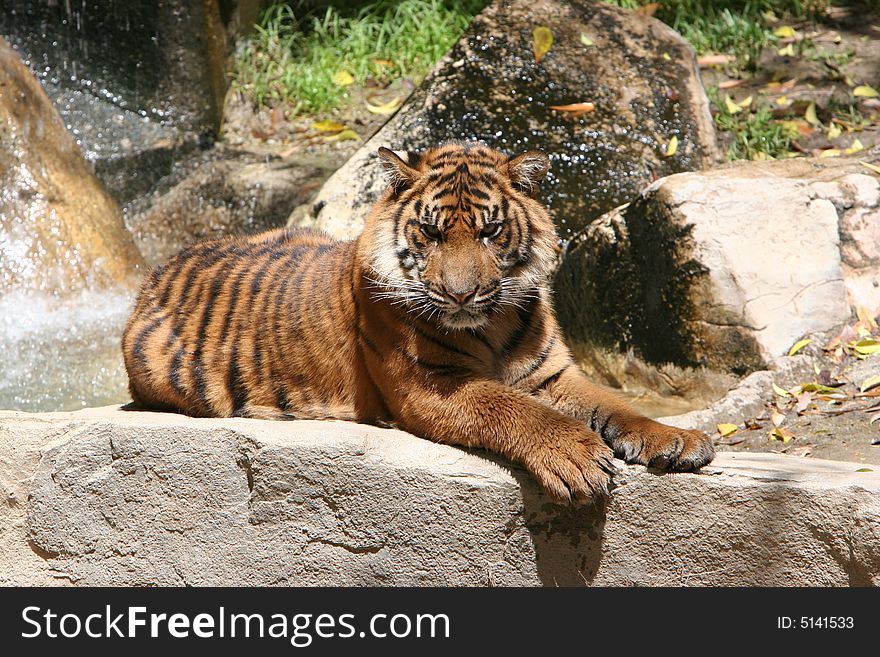Tiger with intense forward gaze lying on rock