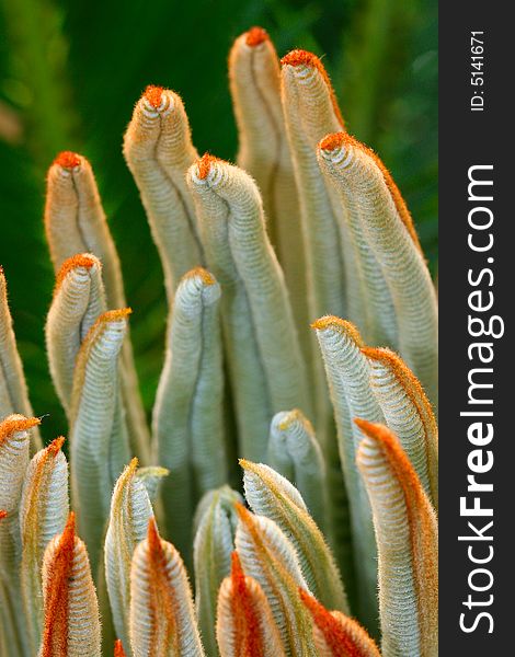 The leaves of Cycas revoluta in a garden of china. The leaves of Cycas revoluta in a garden of china