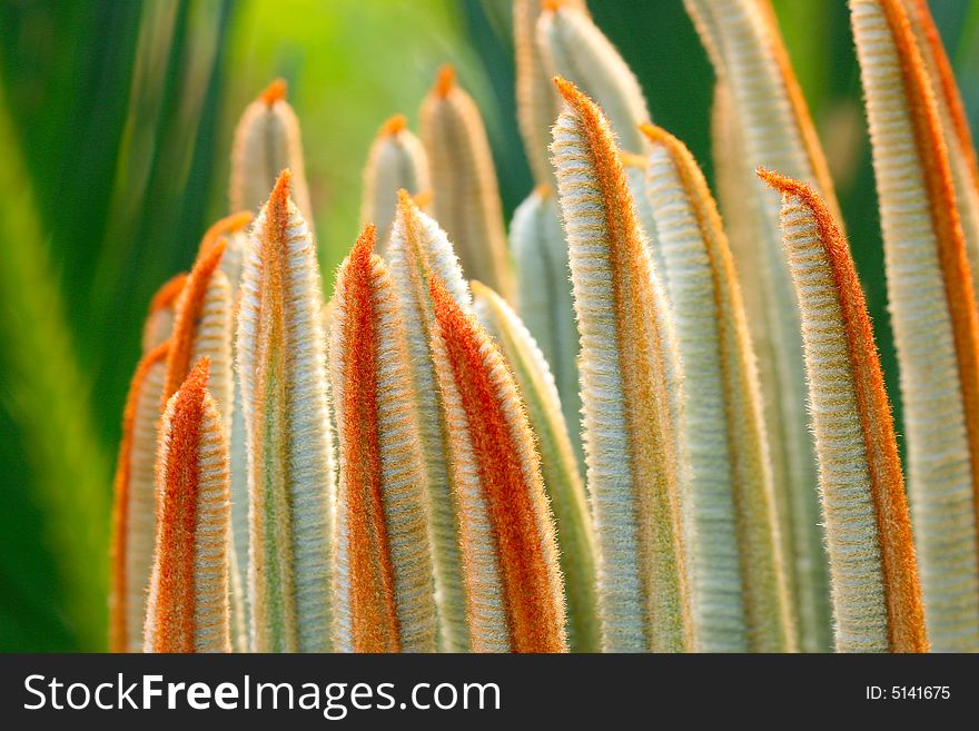 The leaves of Cycas revoluta in a garden of china. The leaves of Cycas revoluta in a garden of china