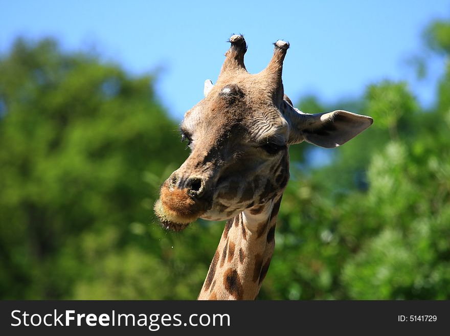 This giraffe is watching everything