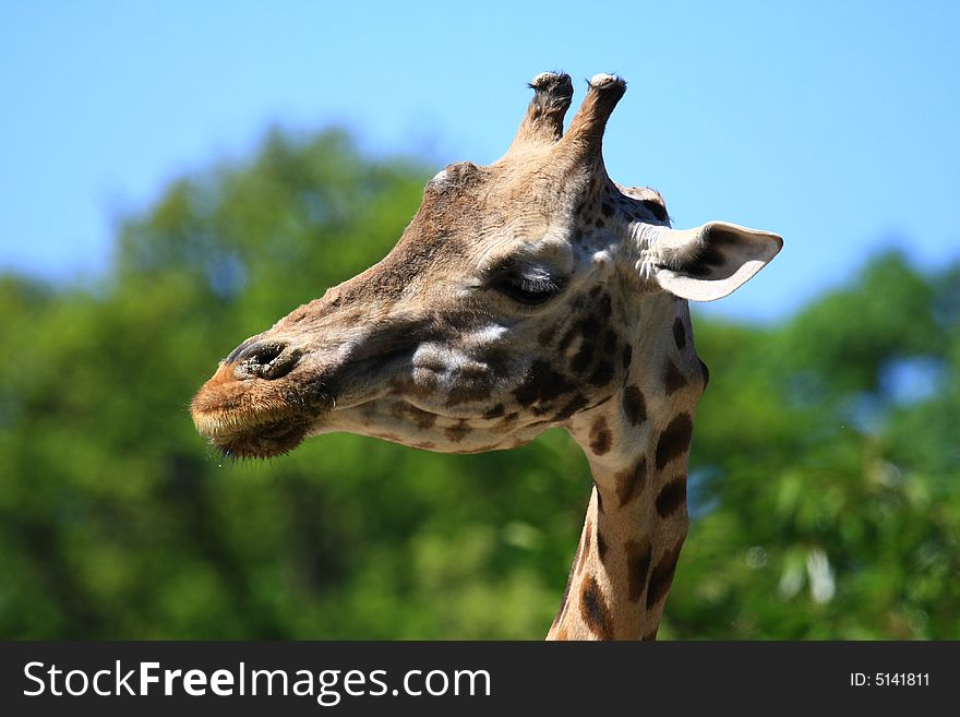 This giraffe is watching everything