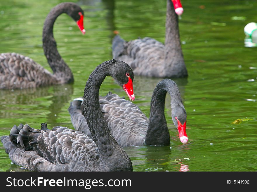 The black swan in the zoo of china. The black swan in the zoo of china