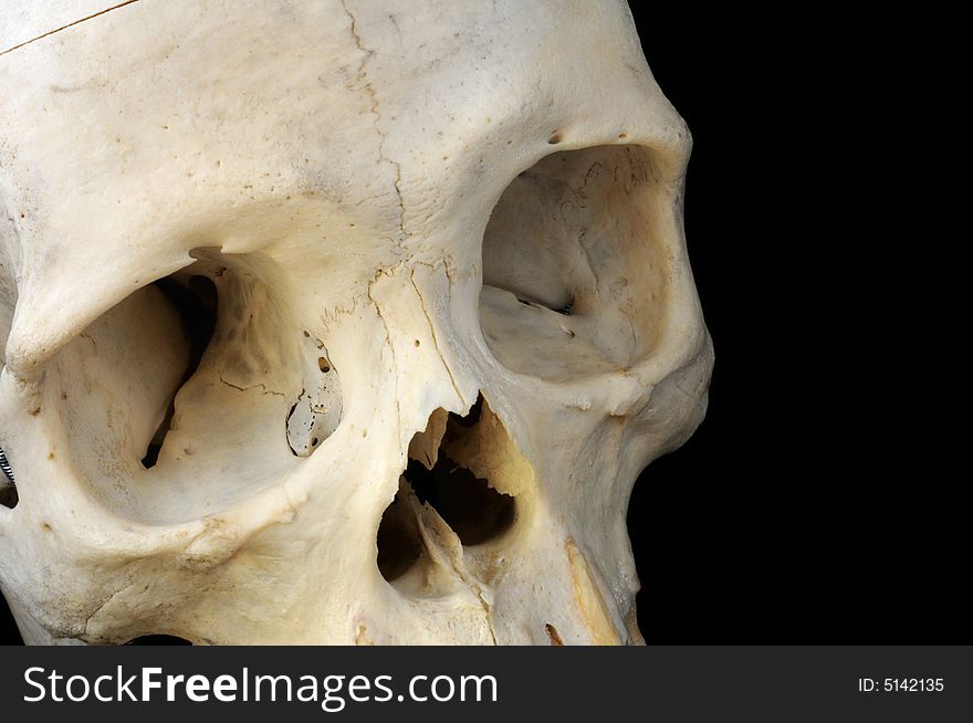 This close look at a real human skull features the empty eye sockets and nasal cavity. This close look at a real human skull features the empty eye sockets and nasal cavity.