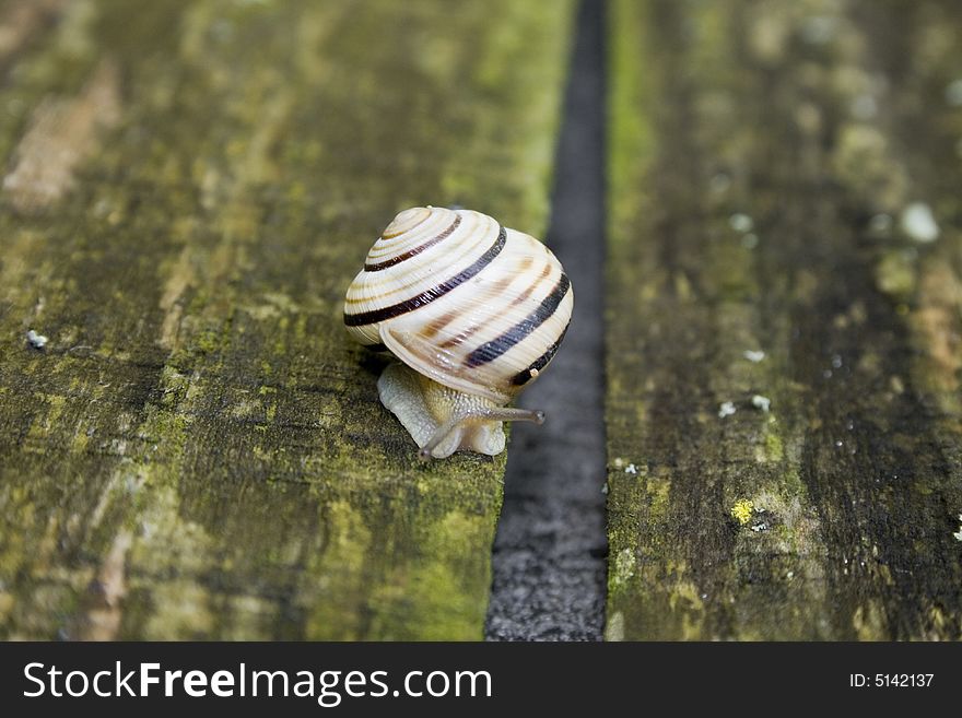 The snail on old wooden board
