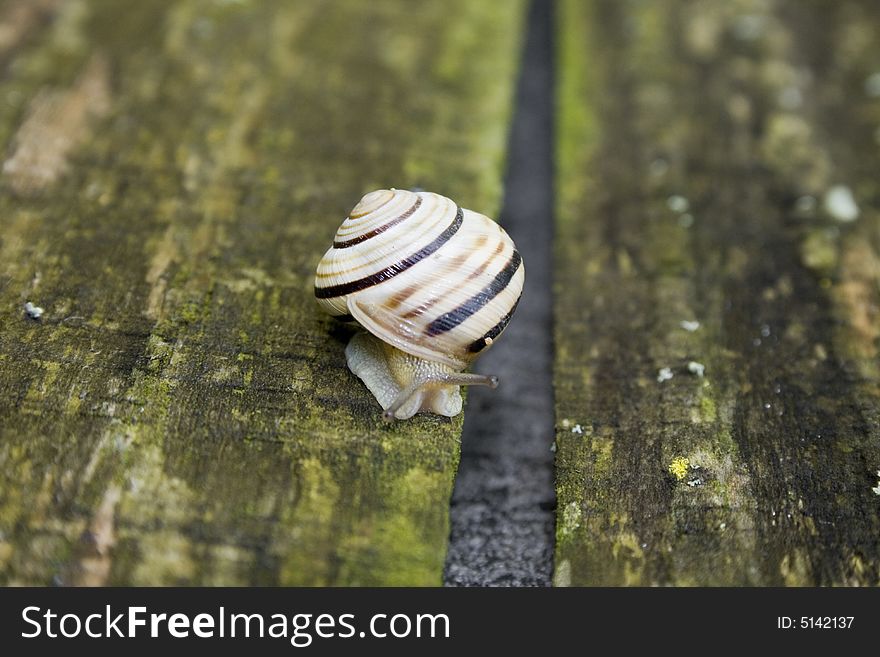 Snail