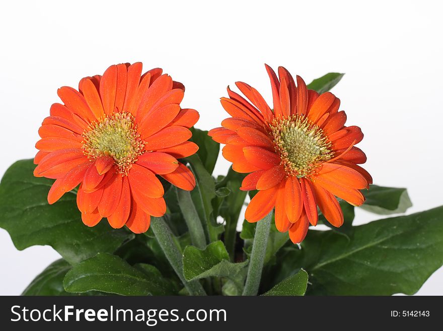 Gerber flower on white background