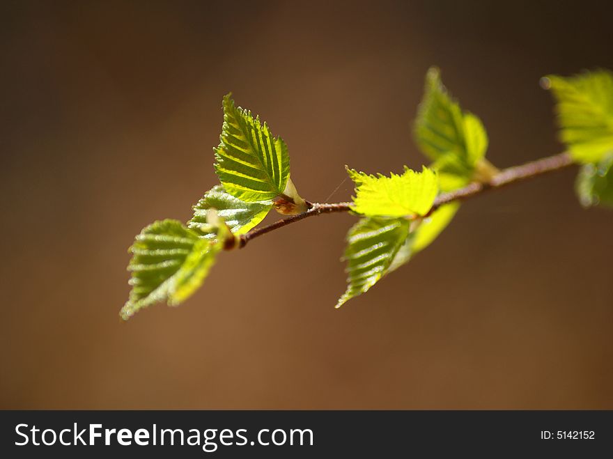 Spring, birch leaves in focus