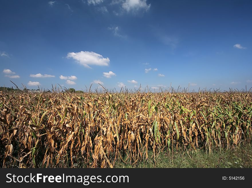 Dried corn field with blue sky