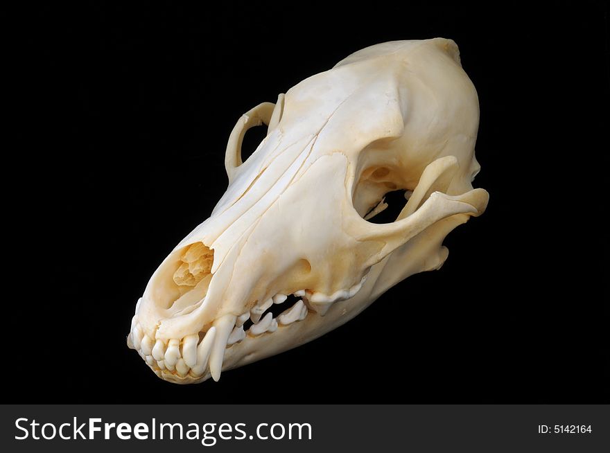 A three-quarters view of a real coyote skull on a black background, with sharp teeth and finely detailed skeletal structure.