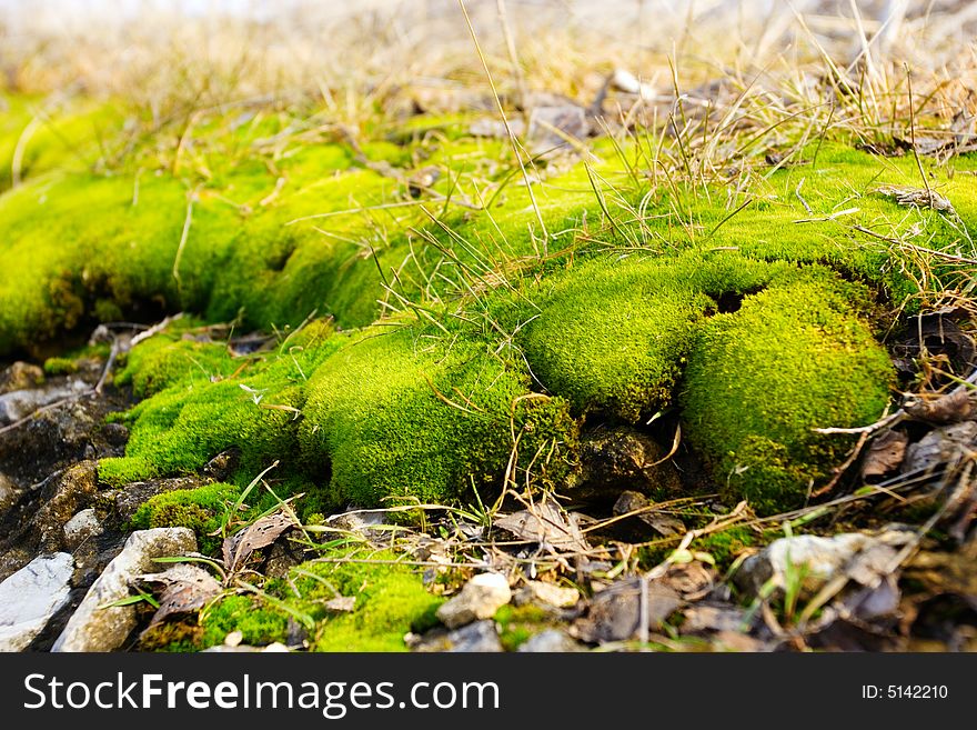 Moss on the ground and stones. Moss on the ground and stones