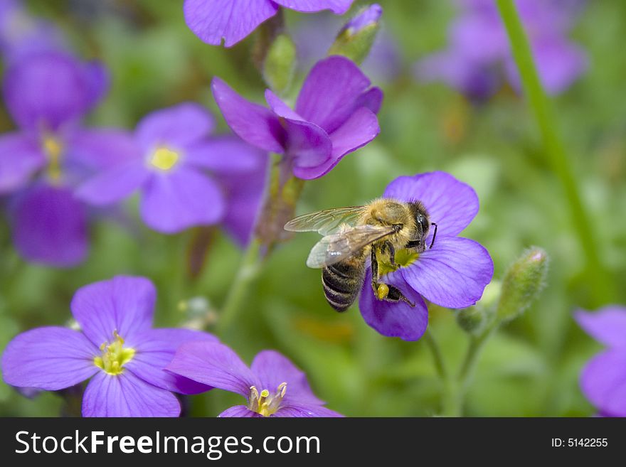 Bee collecting nectar