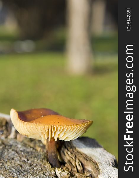 Wild mushroom on tree stump