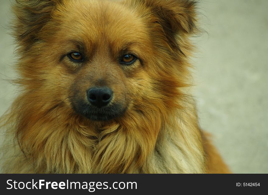 Cute red dog gazing at the camera