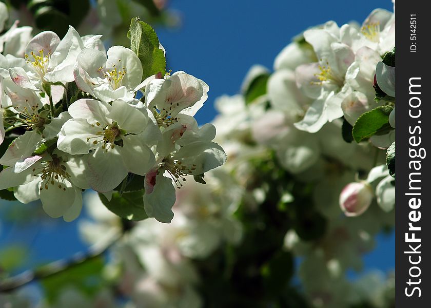 Apple Blossoms