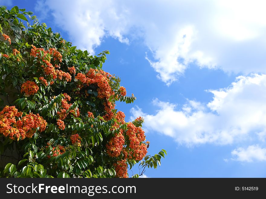 Red flowers against clear blue sky. Red flowers against clear blue sky