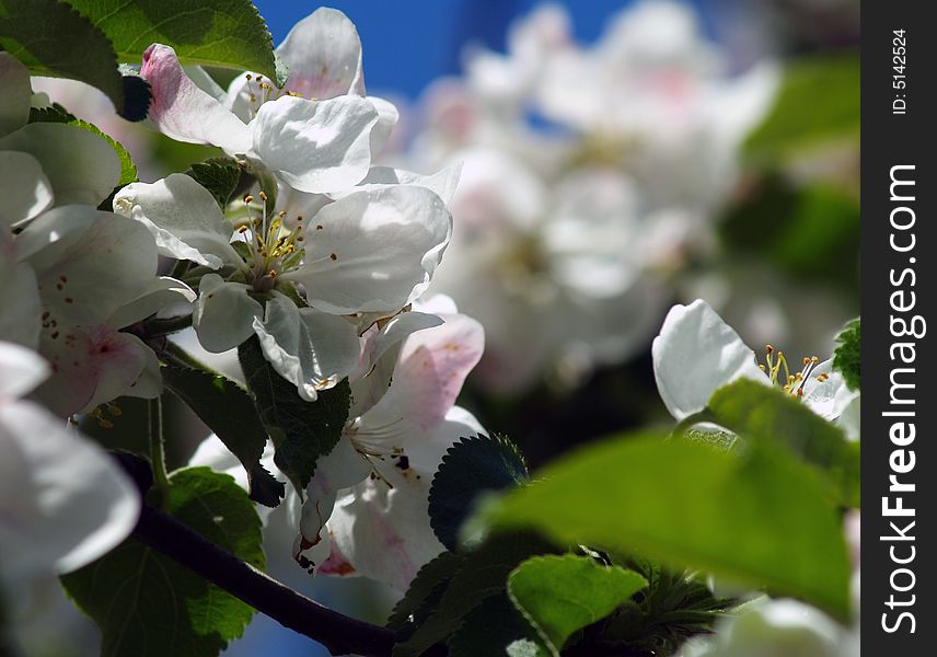 Apple blossoms