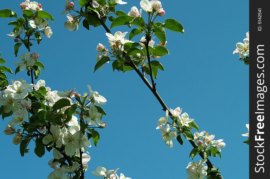 The background of apple blossoms