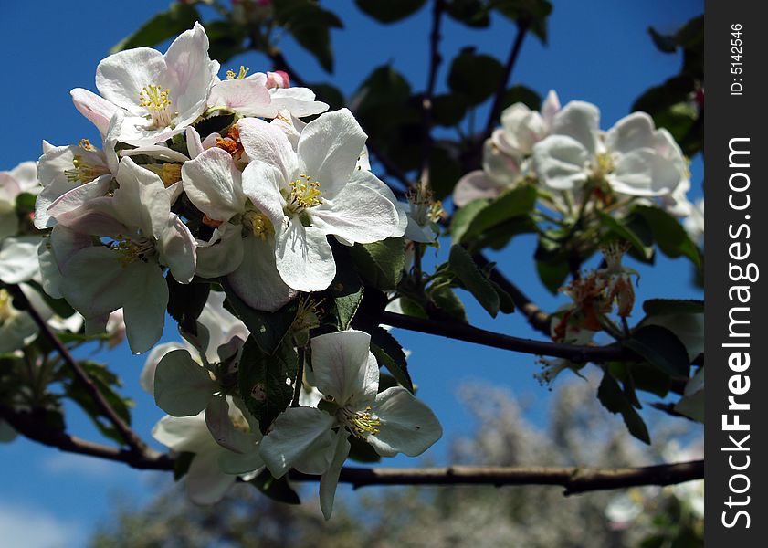 The background of apple blossoms