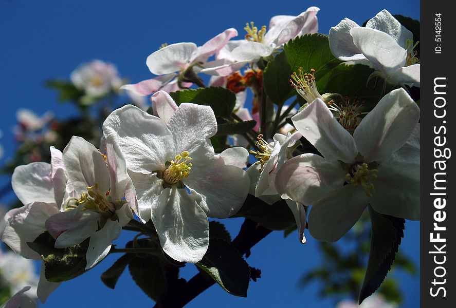 Apple Blossoms