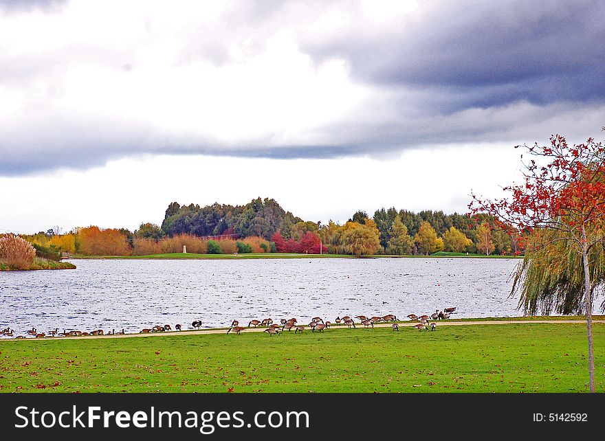 Colony of Canada Geese at Henley Lake,Masterton, New Zealand