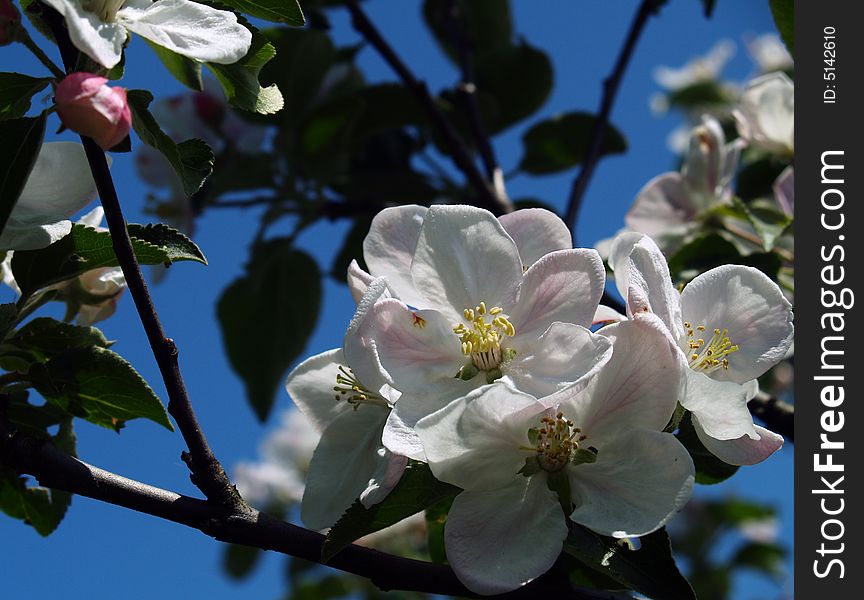 Apple Blossoms