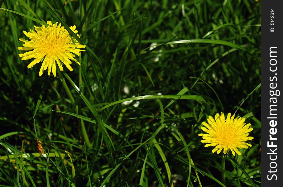 Close up view of a bright yellow dandelion