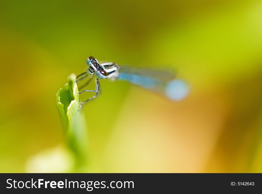 A dew covered blue damselfly male resting on a  broken blade of grass . A dew covered blue damselfly male resting on a  broken blade of grass .