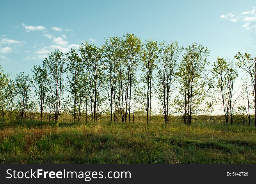 Trees In Row On Meadow
