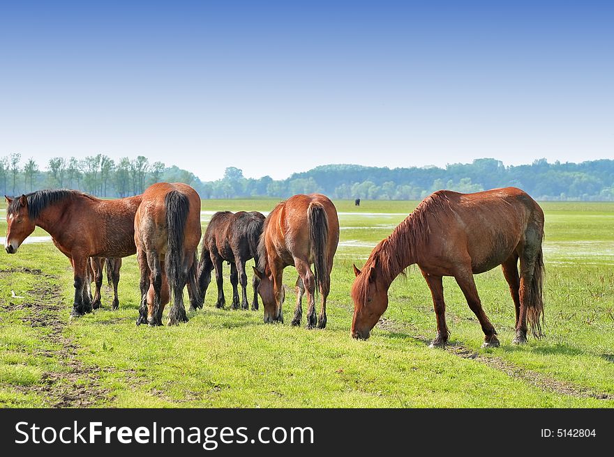 Wild horses on meadow