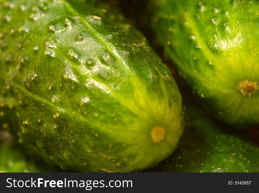 Fresh organic cucumbers ready for pickling