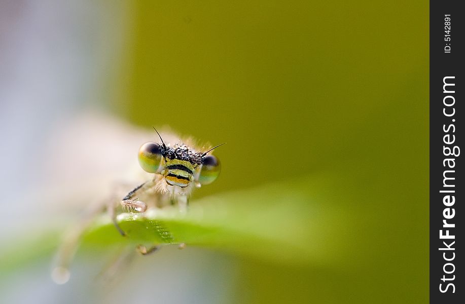 The big round facet eyes of a green damselfly female. The big round facet eyes of a green damselfly female