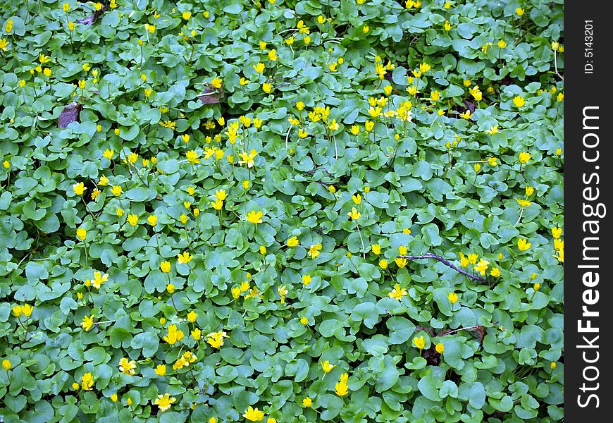 Field with yellow flowers in the park