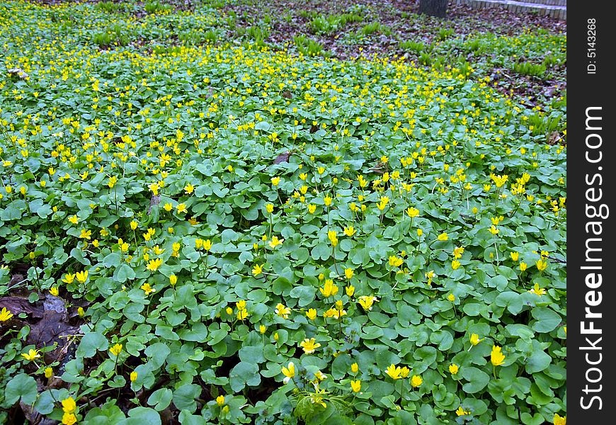 Field with yellow flowers in the park