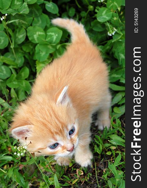 Little red kitten in clover. First walk.