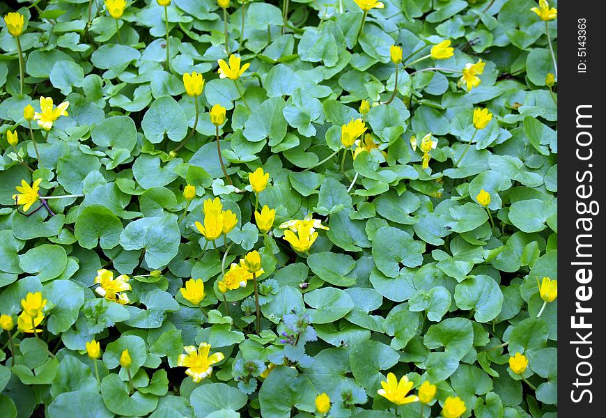 Field with yellow flowers in the park