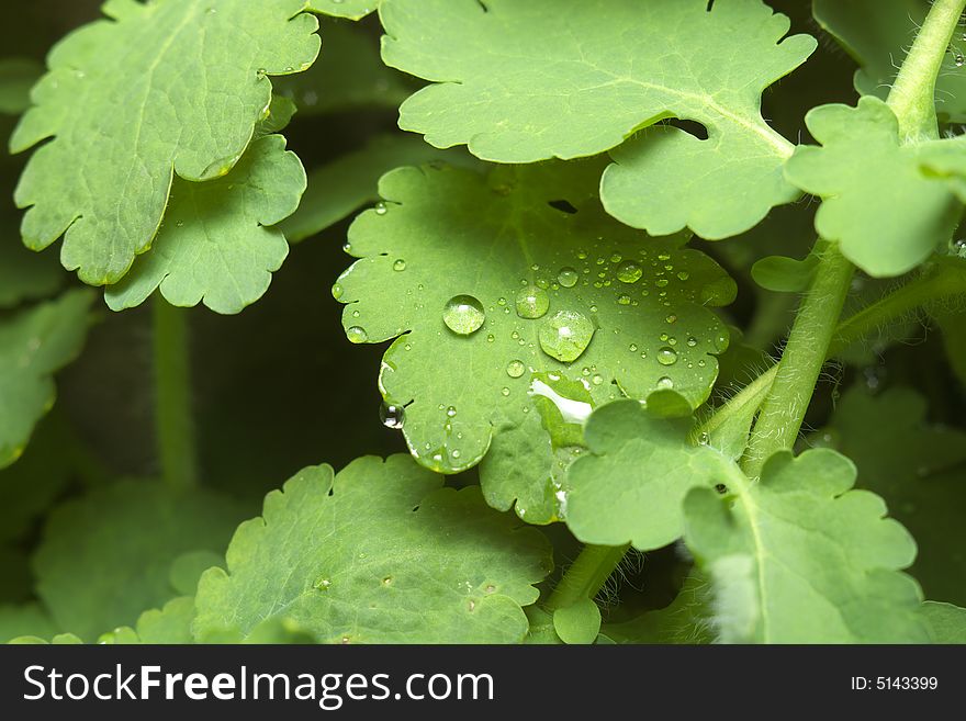 Water Droplets On A Fresh Green Leaf