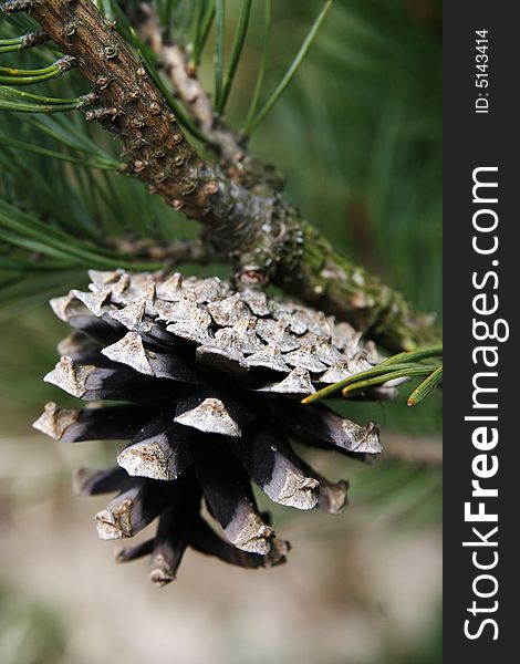 Old pine cone on pine branch